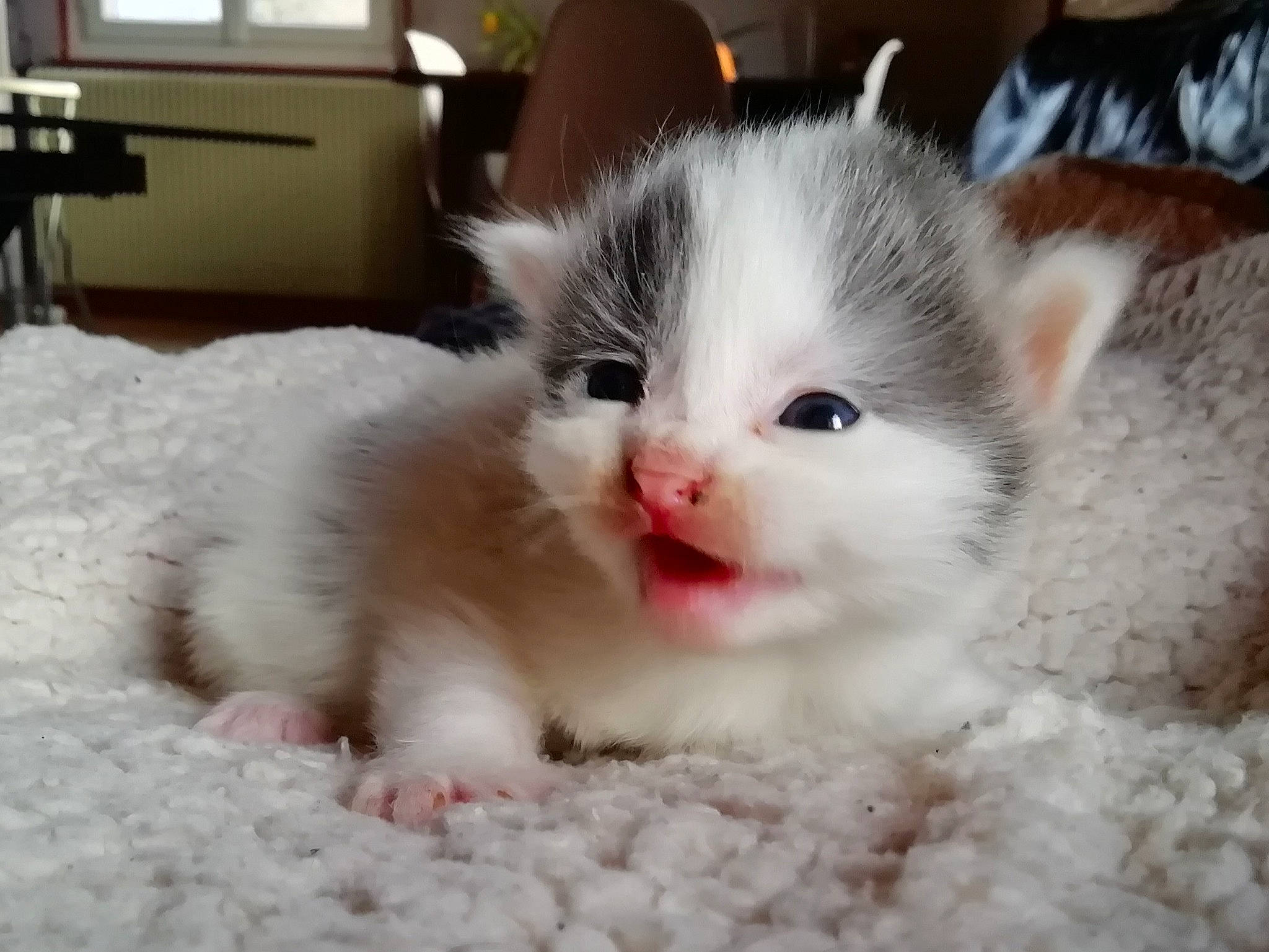 Souris participe au concours pour gagner de l'argent avec cette photo : aegean_cat, american_curl, asian, british_semi_longhair, carnivore, cat, domestic_short_haired_cat, eye, felidae, fur, iris, kitten, mammal, nose, ragamuffin, ragdoll, small_to_medium_sized_cats, turkish_van, vertebrate, whiskers