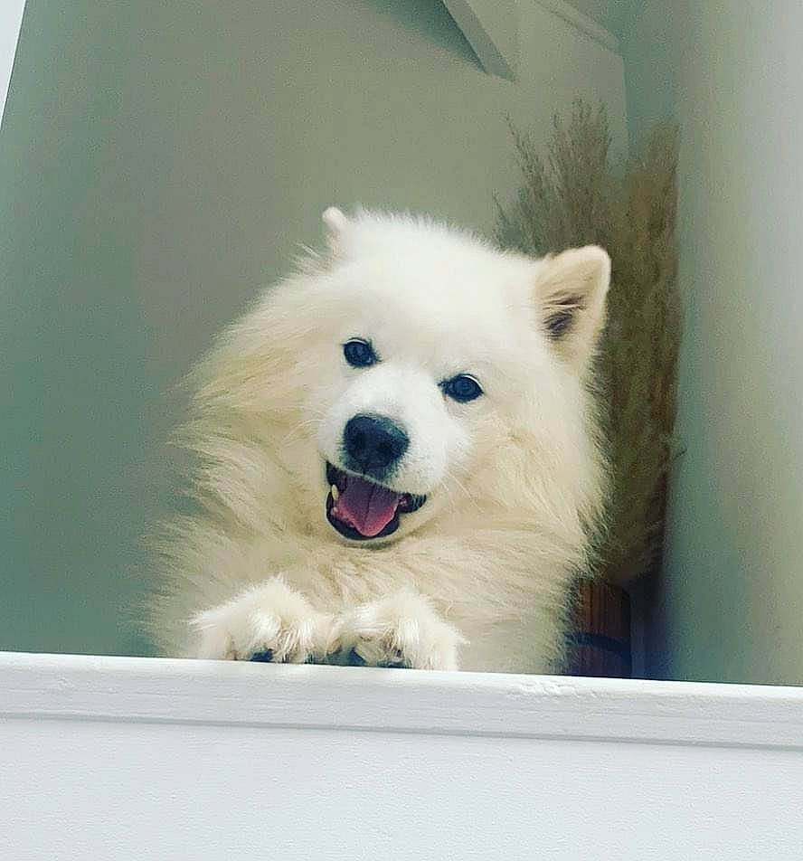 Demon is registered to the contest to win money with this photo: american_eskimo_dog, ancient_dog_breeds, canidae, carnivore, companion_dog, dog, dog_breed, dog_supply, fur, german_spitz, german_spitz_klein, giant_dog_breed, happy, non_sporting_group, samoyed, snout, spitz, sporting_group, volpino_italiano, working_dog