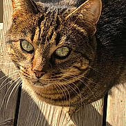 Tiky participe au concours pour gagner de l'argent avec cette photo : animal, cat, closeup, curious, daylight, domestic_animal, ears, feline, fur, green_eyes, looking_up, nature, outdoor, pet, shadow, sitting, sunlight, tabby, whiskers, wooden_deck
