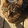 animal, cat, closeup, curious, daylight, domestic_animal, ears, feline, fur, green_eyes, looking_up, nature, outdoor, pet, shadow, sitting, sunlight, tabby, whiskers, wooden_deck