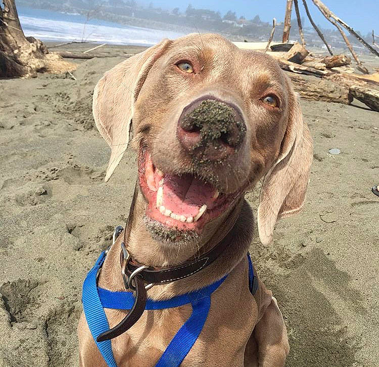 Bodhi is registered to the contest to win money with this photo: adventure, beach, canidae, carnivore, dog, dog_breed, dog_collar, fawn, hunting_dog, photography, pit_bull, pointer, selfie, sporting_group, vacation, weimaraner, working_dog