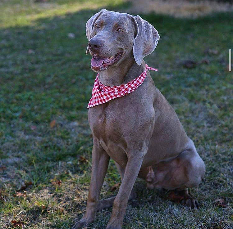 Bodhi is registered to the contest to win money with this photo: blue_lacy, canidae, carnivore, chesapeake_bay_retriever, dog, dog_breed, fawn, german_shorthaired_pointer, gun_dog, hunting_dog, liver, mammal, pointing_breed, snout, sporting_group, vertebrate, vizsla, weimaraner