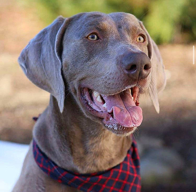 Bodhi joined the competition — help win amazing prizes! blue_lacy, canidae, carnivore, chesapeake_bay_retriever, dog, dog_breed, fawn, german_shorthaired_pointer, hunting_dog, liver, mammal, pointing_breed, snout, sporting_group, vertebrate, vizsla, weimaraner