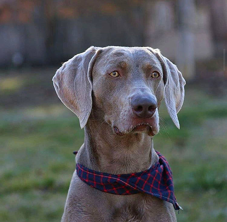Bodhi is registered to the contest to win money with this photo: blue_lacy, canidae, carnivore, dog, dog_breed, fawn, gun_dog, hunting_dog, liver, mammal, pointer, pointing_breed, snout, sporting_group, vertebrate, vizsla, weimaraner
