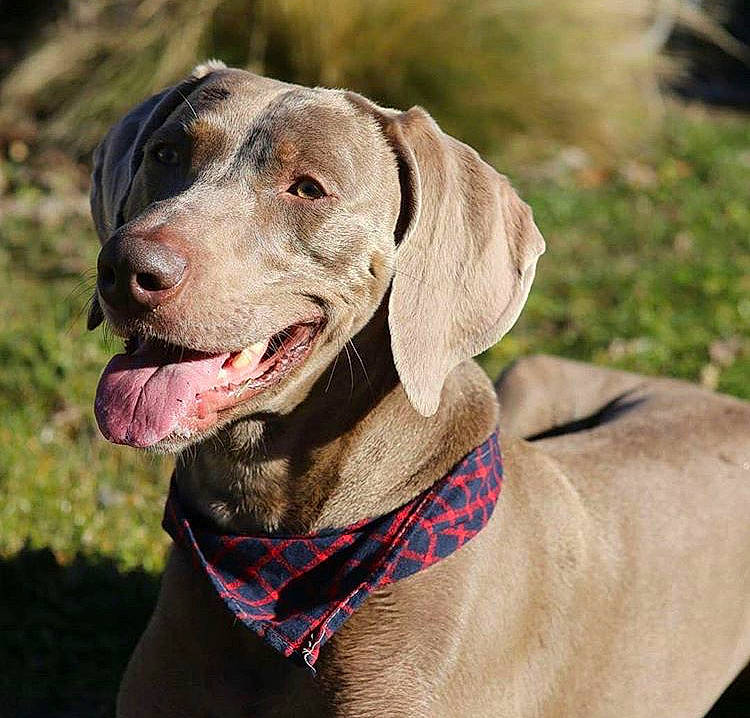 Bodhi is registered to the contest to win money with this photo: blue_lacy, canidae, carnivore, dog, dog_breed, dog_collar, fawn, german_shorthaired_pointer, gun_dog, hunting_dog, liver, mammal, pointer, pointing_breed, snout, sporting_group, vertebrate, vizsla, weimaraner