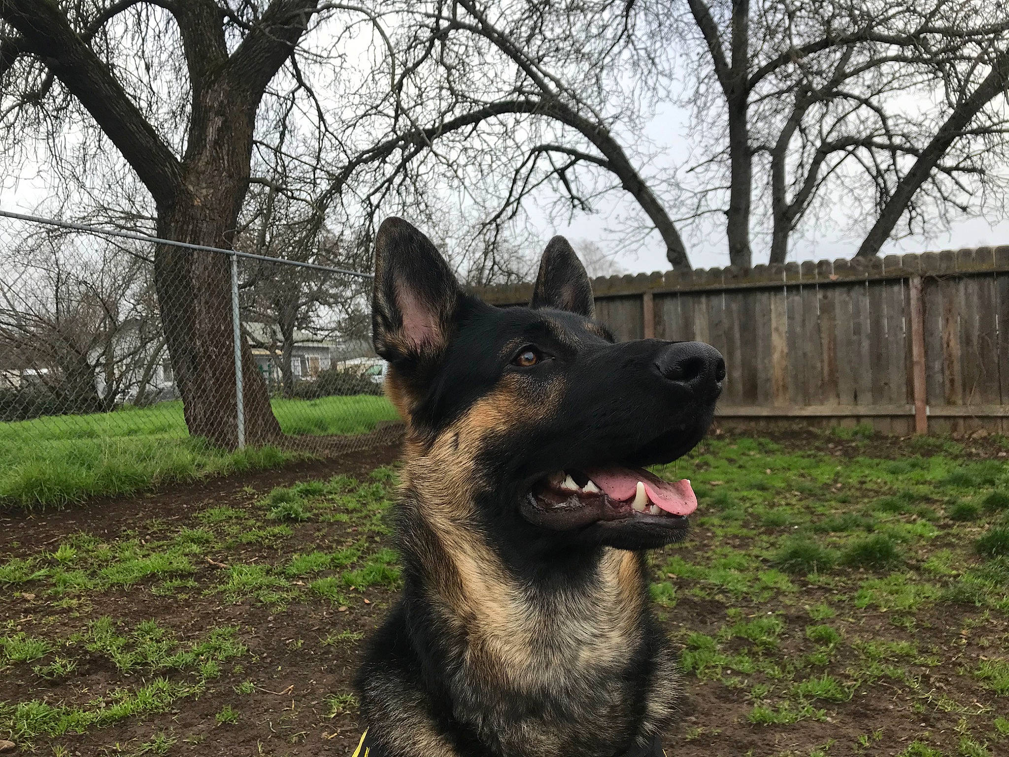 Dexter joined the competition — help win amazing prizes! belgian_shepherd, belgian_shepherd_malinois, canidae, carnivore, dog, dog_breed, dutch_shepherd_dog, east_european_shepherd, german_shepherd_dog, king_shepherd, kunming_wolfdog, mammal, norwegian_elkhound, old_german_shepherd_dog, plant, police_dog, rare_breed_dog, shiloh_shepherd_dog, snout, vertebrate