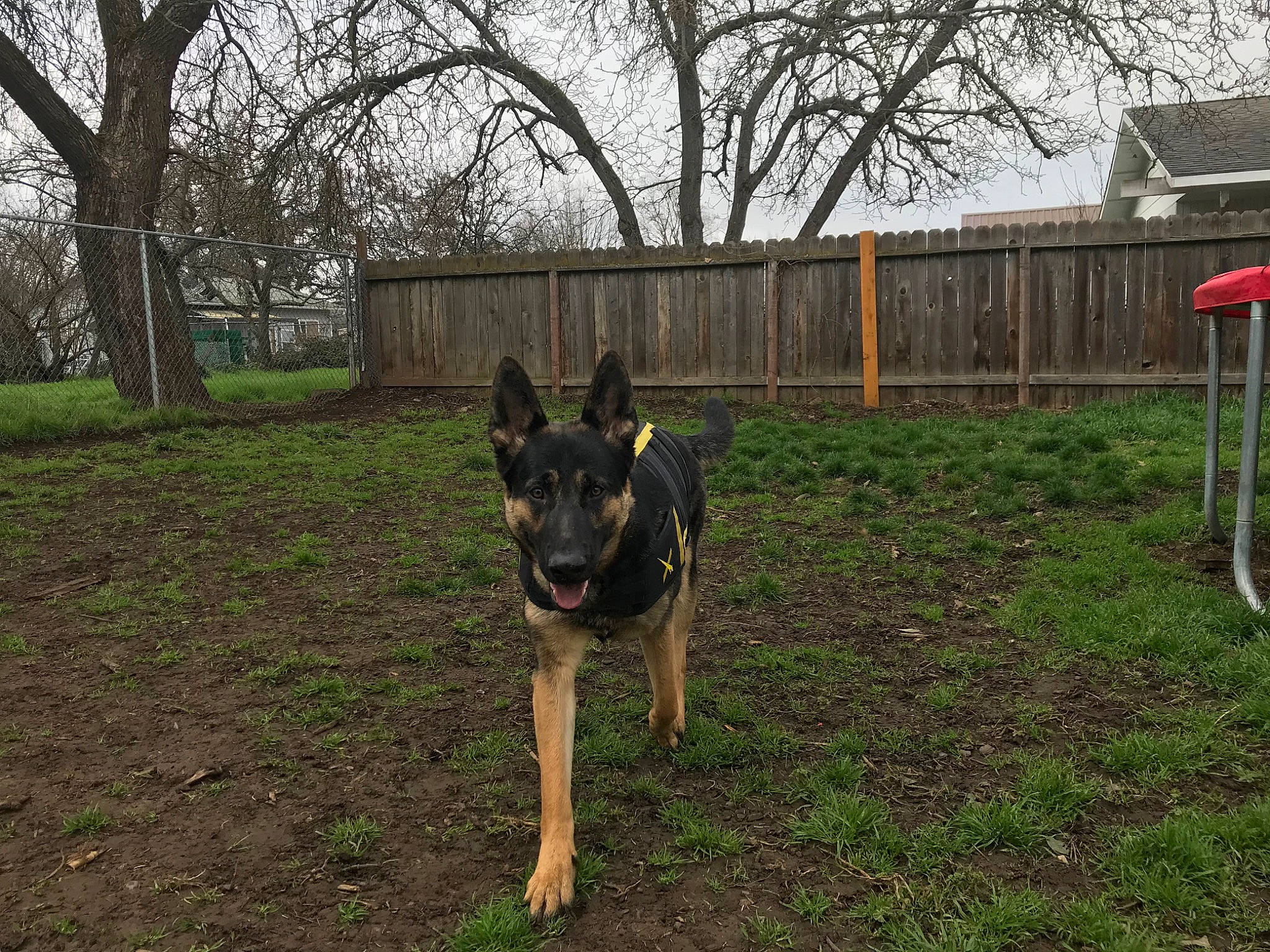 Dexter is registered to the contest to win money with this photo: belgian_shepherd_malinois, canidae, carnivore, dog, dog_breed, dutch_shepherd_dog, east_european_shepherd, german_shepherd_dog, mammal, old_german_shepherd_dog, plant, police_dog, tree, vertebrate, wolfdog, working_dog