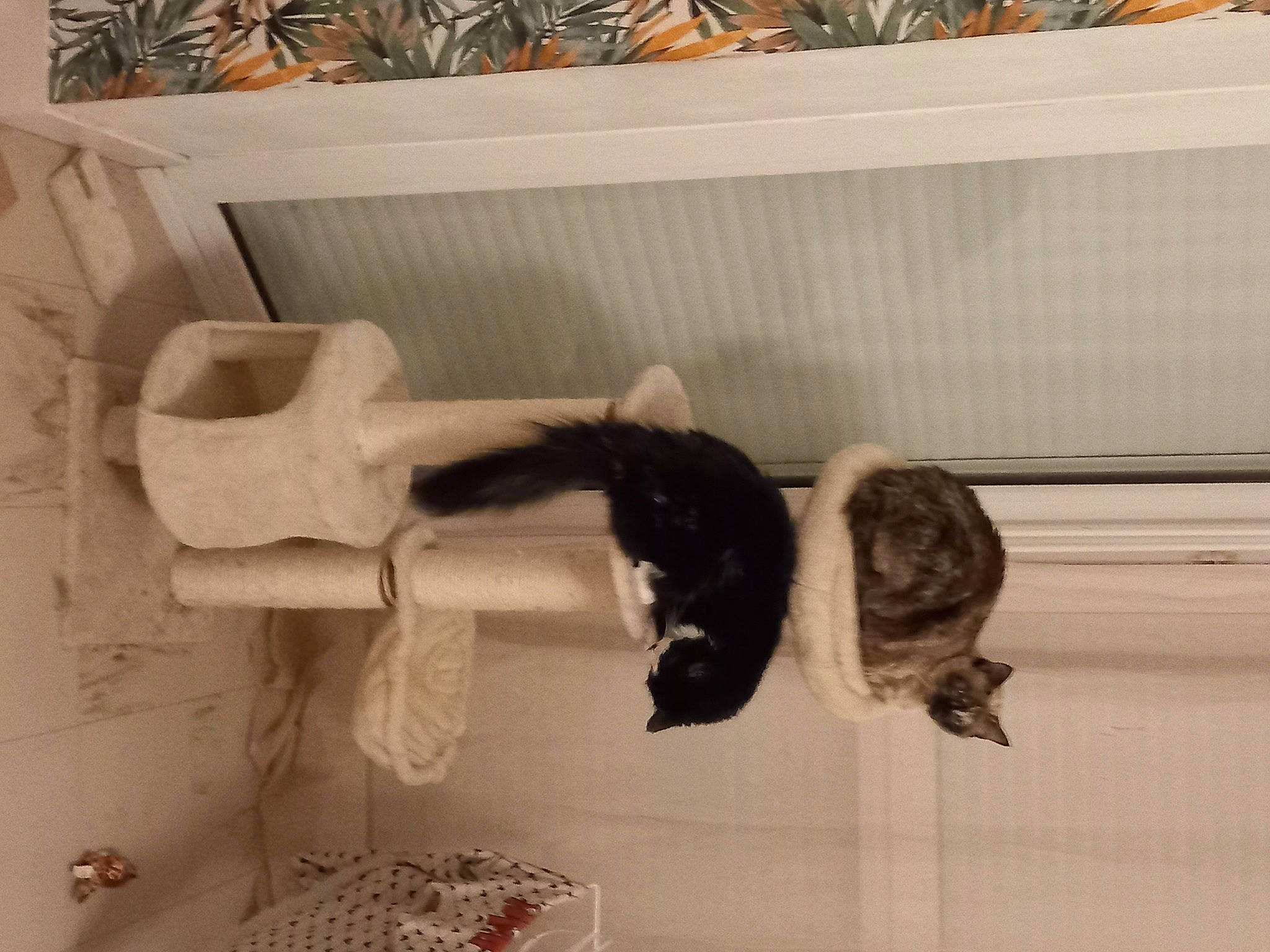 Plume participe au concours pour gagner de l'argent avec cette photo : art, cat, domestic_short_haired_cat, felidae, flooring, fur, plaster, room, sculpture, shelf, shelving, small_to_medium_sized_cats, tail, visual_arts, whiskers, window, wood