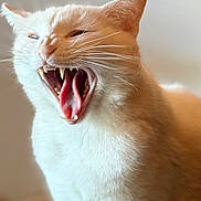 Michel participe au concours pour gagner de l'argent avec cette photo : animal, blurred_background, cat, close_up, cream_colored, cute, domestic_cat, expression, feline, fur, indoor, mammal, mouth_open, pet, portrait, soft_light, teeth, tongue, whiskers, yawning