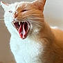 animal, blurred_background, cat, close_up, cream_colored, cute, domestic_cat, expression, feline, fur, indoor, mammal, mouth_open, pet, portrait, soft_light, teeth, tongue, whiskers, yawning