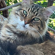 Sgt is registered to the contest to win money with this photo: cat, fluffy, green_eyes, wicker_chair, outdoor, nature, feline, portrait, close_up, relaxed, fur, whiskers, ears, animal, pet, sunlight, wood, leafy_background, calm, beautiful