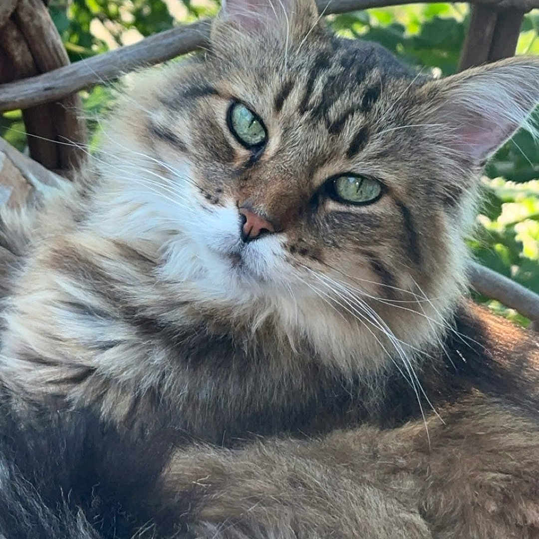 Sgt is registered to the contest to win money with this photo: animal, beautiful, calm, cat, close_up, ears, feline, fluffy, fur, green_eyes, leafy_background, nature, outdoor, pet, portrait, relaxed, sunlight, whiskers, wicker_chair, wood