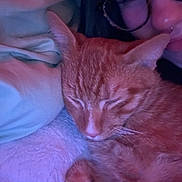 Fredrick Pierre is registered to the contest to win money with this photo: cat, orange_cat, tabby, sleeping, pet, person, glasses, pillow, blanket, cozy, closeup, indoor, bed, soft_lighting, whiskers, face, cuddle, portrait, nighttime, relaxing