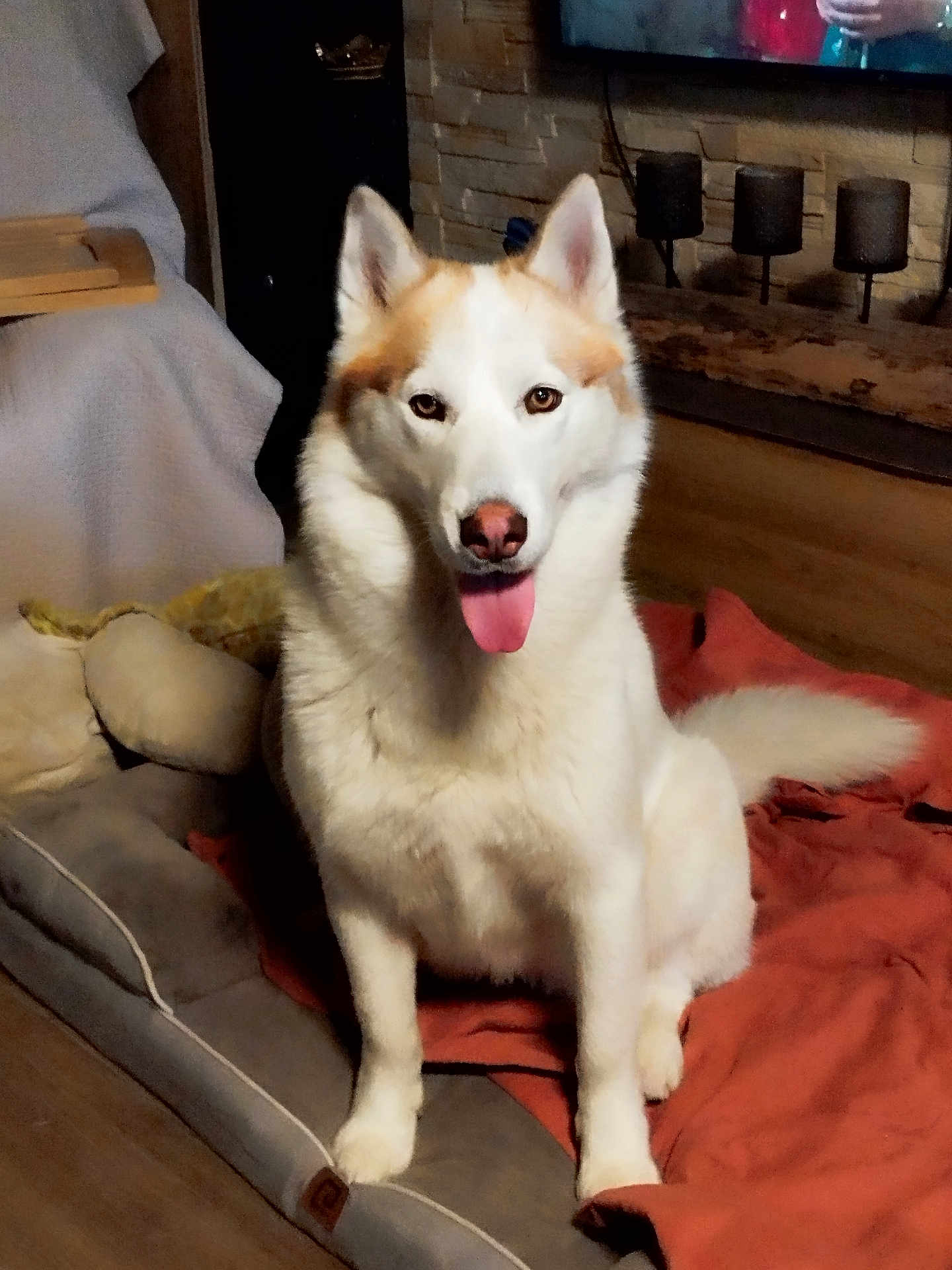 Chelsea participe au concours pour gagner de l'argent avec cette photo : dog, pet, indoor, animal, sitting, tongue_out, fur, bed, blanket, cozy, living_room, stone_wall, decor, television, wood_floor, ears, canine, cute, happy, companion