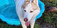 Chelsea participe au concours pour gagner de l'argent avec cette photo : dog, canine, white_dog, tan_spots, tongue_out, grass, outdoor, plastic_pool, blue_pool, pond, plants, natural, sunlight, pet, animal, ears_up, happy, water, summer, garden