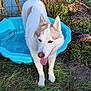 dog, canine, white_dog, tan_spots, tongue_out, grass, outdoor, plastic_pool, blue_pool, pond, plants, natural, sunlight, pet, animal, ears_up, happy, water, summer, garden