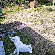 Chelsea participe au concours pour gagner de l'argent avec cette photo : dog, white_dog, grass, yard, outdoor, sunny, fence, dog_house, trees, nature, sleeping, pet, animal, resting, summer, greenery, peaceful, canine, quiet, relaxation