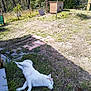 dog, white_dog, grass, yard, outdoor, sunny, fence, dog_house, trees, nature, sleeping, pet, animal, resting, summer, greenery, peaceful, canine, quiet, relaxation