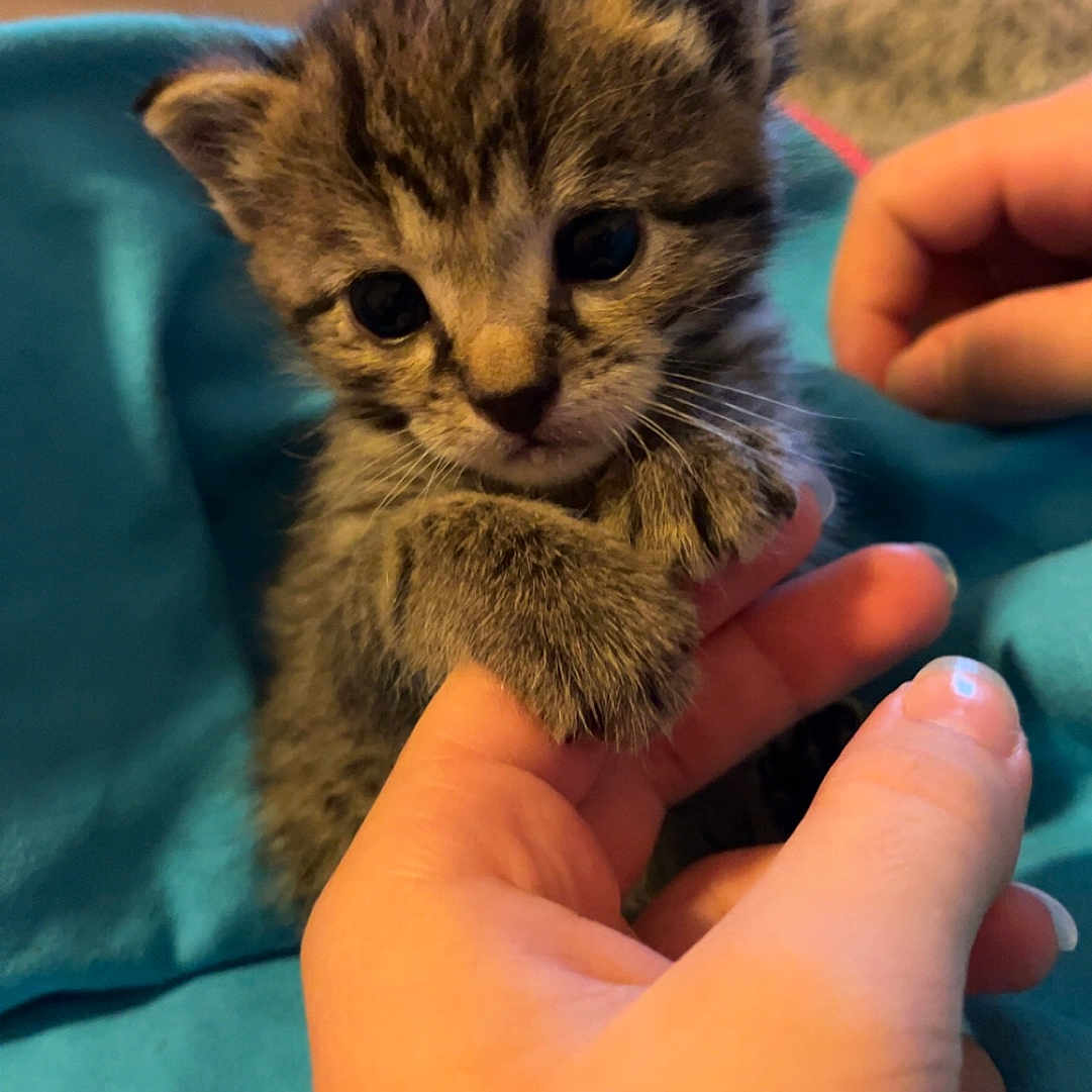 Simba a rejoint le concours — aidez-le/la à gagner de superbes lots ! abyssinian, animal, baby, bodypart, cat, finger, hand, kitten, manx, person, pet, siamese, wrist