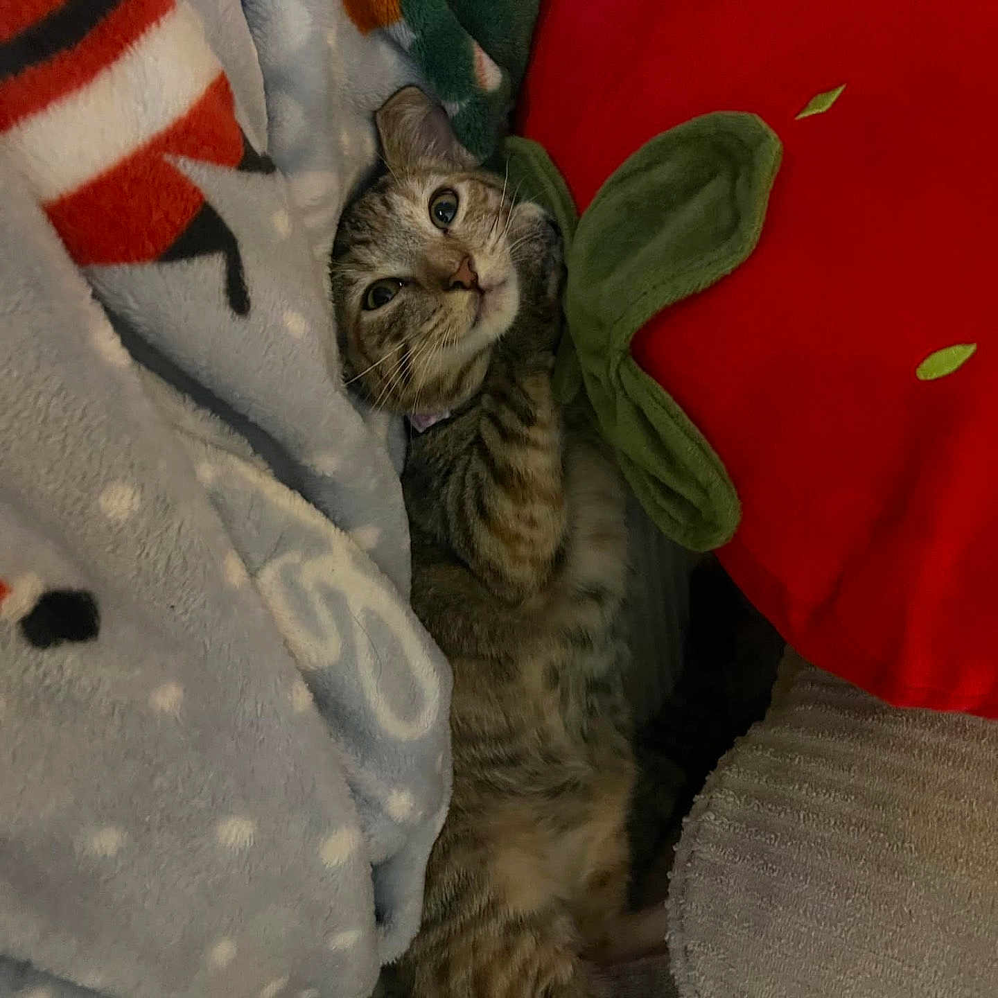 Scrump