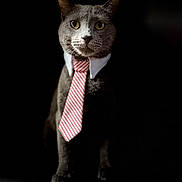 Milo is registered to the contest to win money with this photo: cat, gray_cat, tie, collar, pet, animal, portrait, business, formal, serious, indoor, feline, whiskers, ears, closeup, dark_background, sitting, looking_forward, domestic_cat, cute