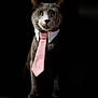 cat, gray_cat, tie, collar, pet, animal, portrait, business, formal, serious, indoor, feline, whiskers, ears, closeup, dark_background, sitting, looking_forward, domestic_cat, cute