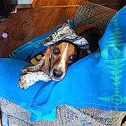 Puddles is registered to the contest to win money with this photo: dog, hat, blue_blanket, chair, wooden_floor, indoor, pet, canine, brown_and_white, relaxed, looking_up, fur, domestic_animal, paw, nose, ear, couch, comfort, home, resting