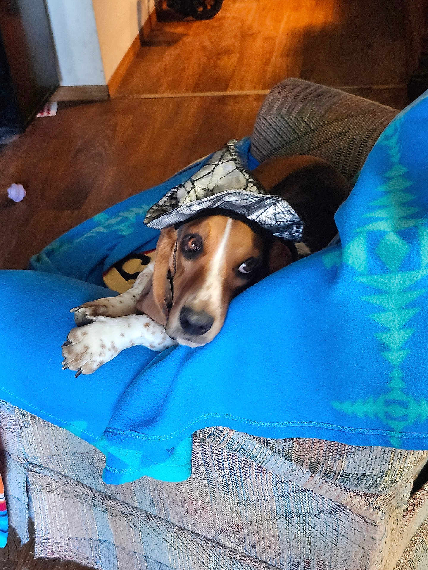 Puddles is registered to the contest to win money with this photo: dog, hat, blue_blanket, chair, wooden_floor, indoor, pet, canine, brown_and_white, relaxed, looking_up, fur, domestic_animal, paw, nose, ear, couch, comfort, home, resting