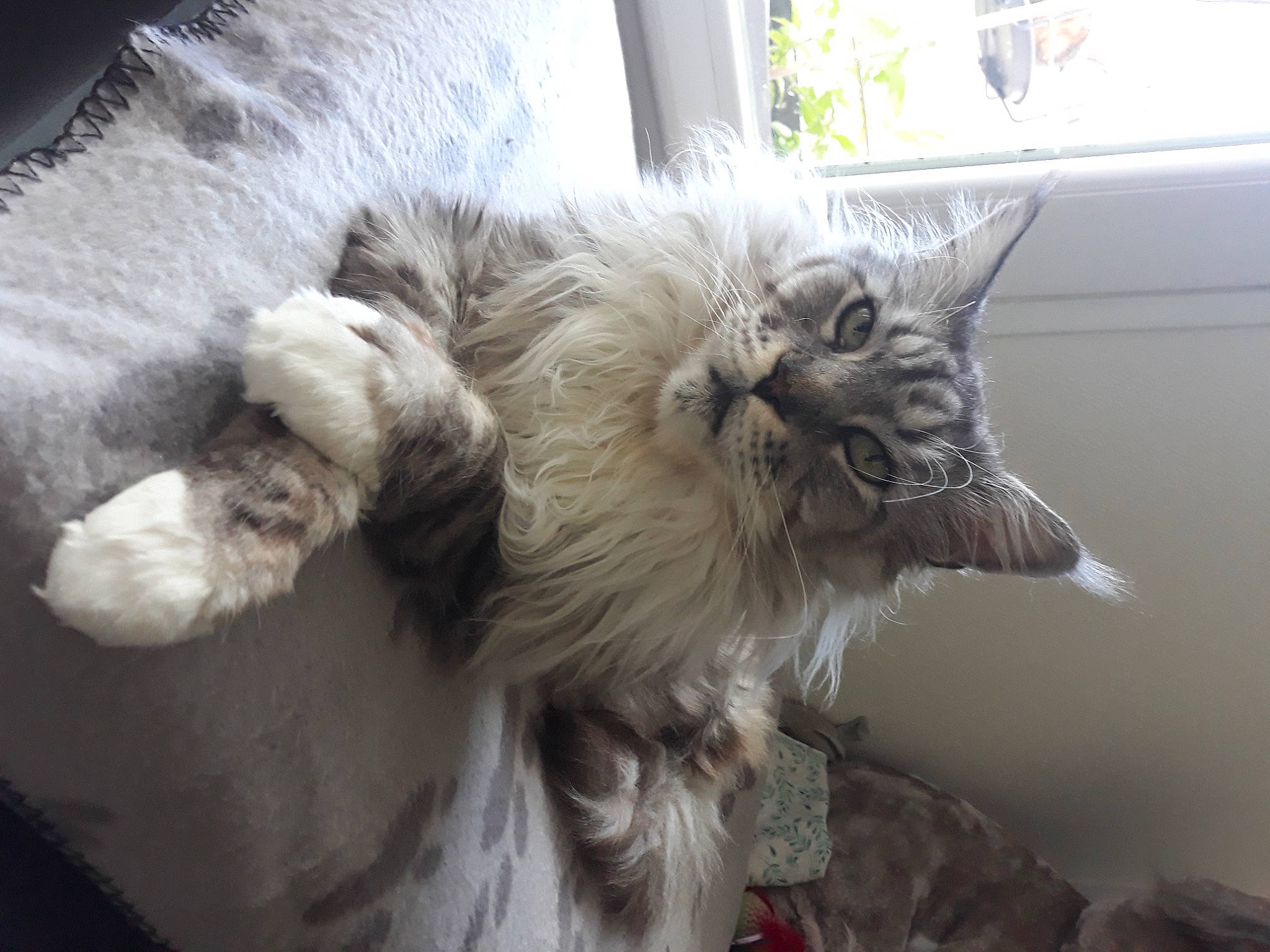 Damon a rejoint le concours — aidez-le/la à gagner de superbes lots ! carnivore, cat, claw, comfort, felidae, fur, mammal, paw, small_to_medium_sized_cats, snout, tail, terrestrial_animal, vertebrate, whiskers, window