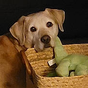 Maggie Joe is registered to the contest to win money with this photo: dog, pet, basket, plush_toy, stuffed_animal, indoor, brown_dog, curious, animal, canine, toy, woven_basket, closeup, looking, domestic_animal, face, head, ears, snout, background