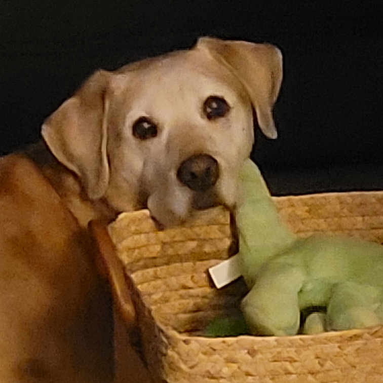 Maggie Joe is registered to the contest to win money with this photo: animal, background, basket, brown_dog, canine, closeup, curious, dog, domestic_animal, ears, face, head, indoor, looking, pet, plush_toy, snout, stuffed_animal, toy, woven_basket