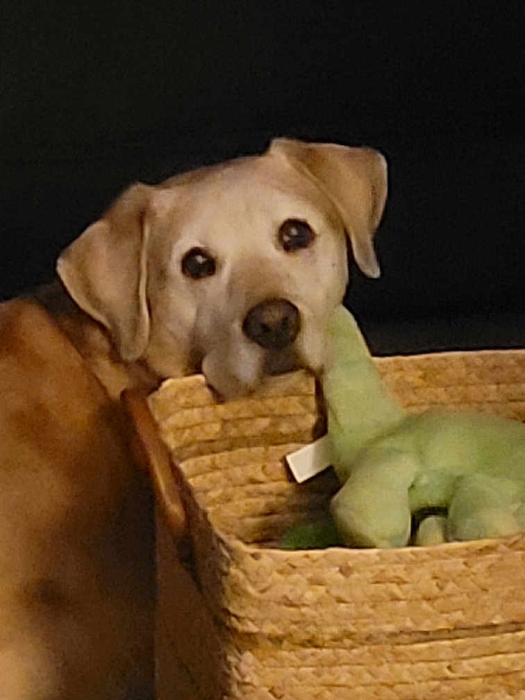 Maggie Joe is registered to the contest to win money with this photo: dog, pet, basket, plush_toy, stuffed_animal, indoor, brown_dog, curious, animal, canine, toy, woven_basket, closeup, looking, domestic_animal, face, head, ears, snout, background