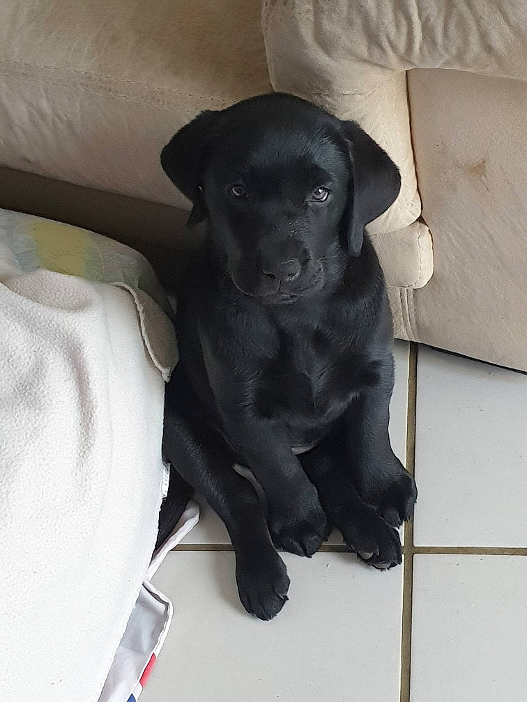 Ruby participe au concours pour gagner de l'argent avec cette photo : beagador, black, borador, canidae, carnivore, companion_dog, dog, dog_breed, flat_coated_retriever, labrador_retriever, patterdale_terrier, pointing_breed, puppy, rare_breed_dog, retriever, snout, sporting_group