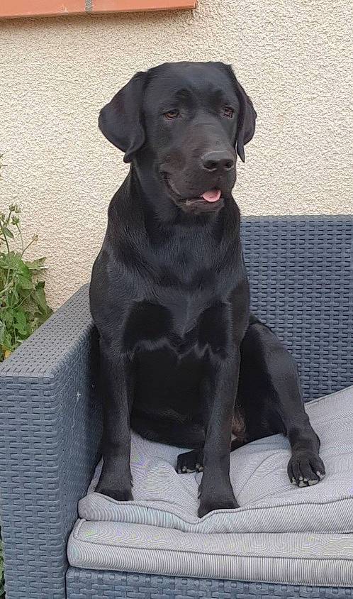 Ruby participe au concours pour gagner de l'argent avec cette photo : beagador, borador, canidae, carnivore, companion_dog, dog, dog_breed, hunting_dog, labrador_retriever, mammal, patterdale_terrier, pointing_breed, retriever, snout, sporting_group, vertebrate