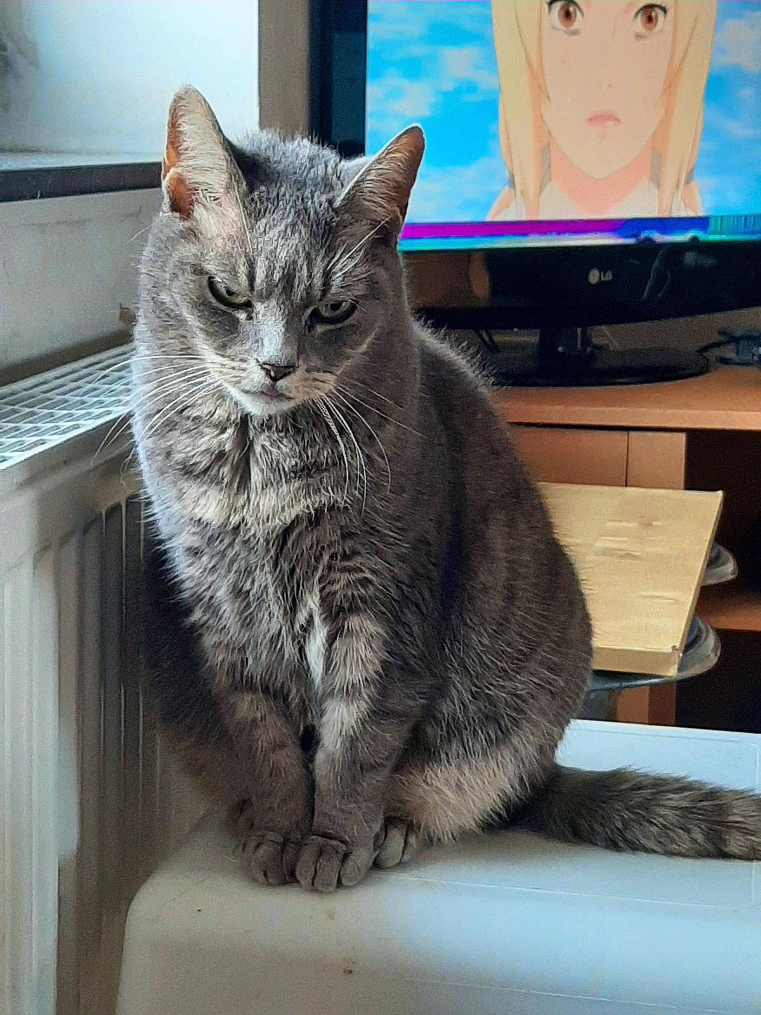 Perle participe au concours pour gagner de l'argent avec cette photo : carnivore, cat, comfort, domestic_short_haired_cat, felidae, flat_panel_display, fur, grey, led_backlit_lcd_display, multimedia, output_device, paw, sitting, small_to_medium_sized_cats, snout, tail, television_set, tree, whiskers, window