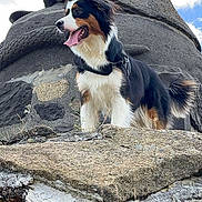 Uka a rejoint le concours — aidez-le/la à gagner de superbes lots ! animal, appenzeller, ball, bodypart, canine, dog, football, hound, husky, mouth, nature, outdoors, person, pet, puppy, rock, slate, soccer, soccerball, sport