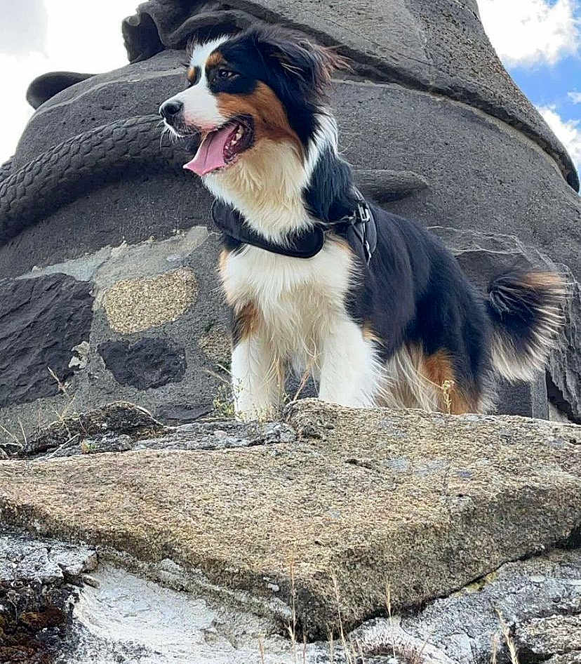 Uka a rejoint le concours — aidez-le/la à gagner de superbes lots ! animal, appenzeller, ball, bodypart, canine, dog, football, hound, husky, mouth, nature, outdoors, person, pet, puppy, rock, slate, soccer, soccerball, sport