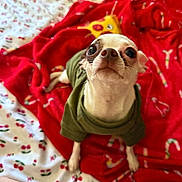 Bacon joined the competition — help win amazing prizes! dog, small_dog, chihuahua, green_shirt, red_blanket, candy_cane_pattern, white_sheet, cherry_pattern, plush_toy, indoor, pet, cute, looking_up, bed, fabric, animal, companion, soft_toys, cozy, holiday_theme