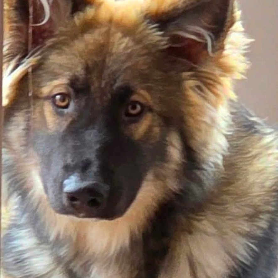 Loonyx participe au concours pour gagner de l'argent avec cette photo : adorable, animal, beige, black, brown, canine, close_up, cute, dog, ears, eyes, face, fluffy, fur, german_shepherd, indoors, looking, mammal, pet, portrait