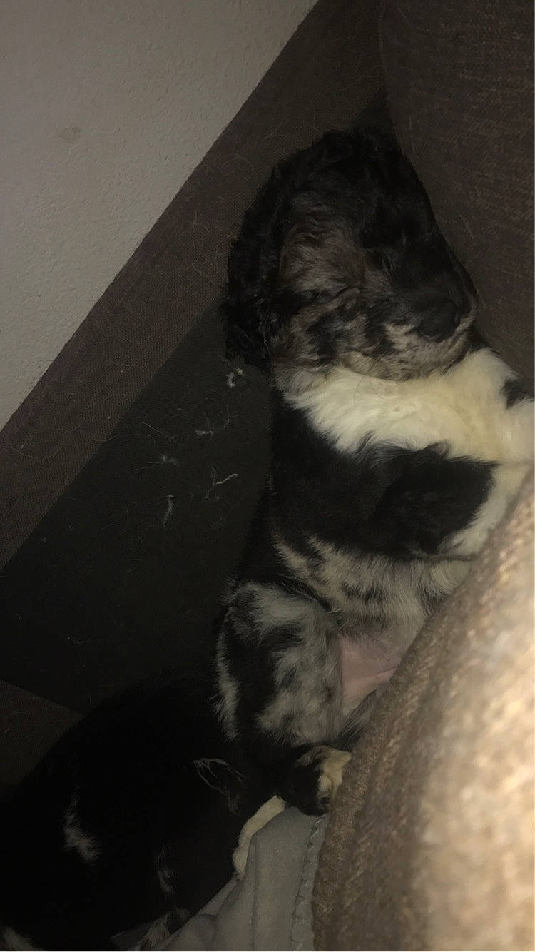 Taz a rejoint le concours — aidez-le/la à gagner de superbes lots ! carnivore, claw, comfort, companion_dog, darkness, dog_breed, elbow, felidae, foot, fur, grey, human_leg, monochrome, monochrome_photography, paw, small_to_medium_sized_cats, sporting_group, tail, tints_and_shades, whiskers