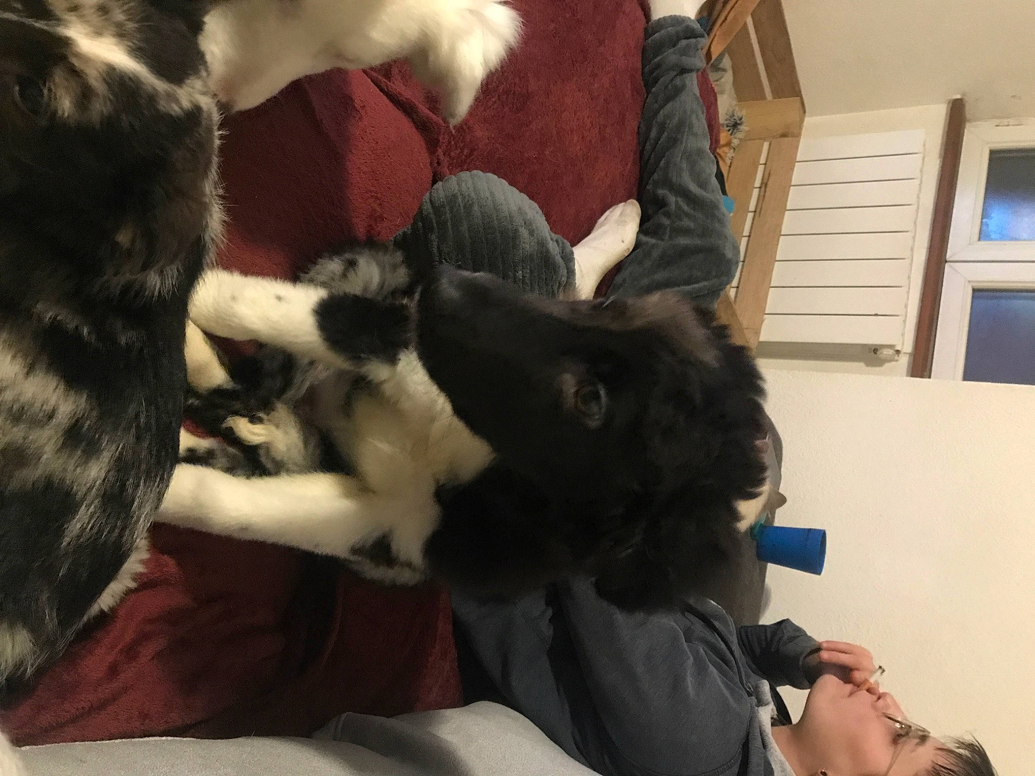 Taz participe au concours pour gagner de l'argent avec cette photo : bed, canidae, carnivore, cat, claw, comfort, companion_dog, dog_breed, domestic_short_haired_cat, ear, felidae, fur, gesture, human_leg, lap, nap, small_to_medium_sized_cats, sporting_group, thigh, whiskers