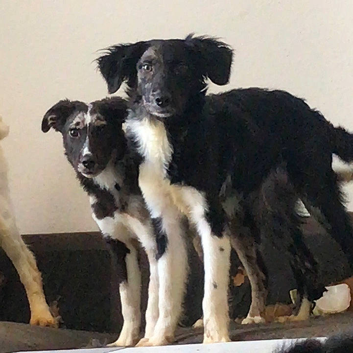 Taz a rejoint le concours — aidez-le/la à gagner de superbes lots ! borador, border_collie, carnivore, companion_dog, dog, dog_breed, fur, snout, sporting_group, working_animal, working_dog