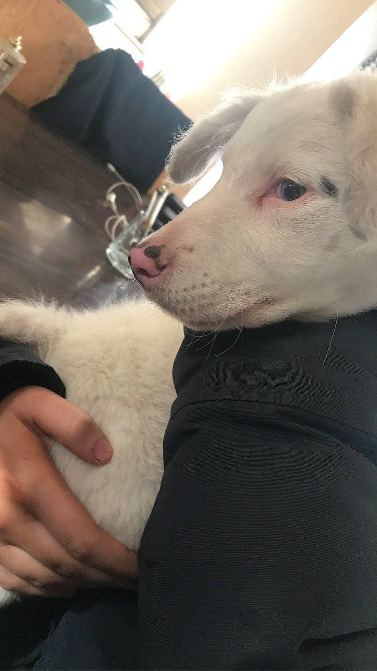 Rayley participe au concours pour gagner de l'argent avec cette photo : canidae, carnivore, collar, companion_dog, dog, dog_breed, ear, english_white_terrier, fawn, fur, gesture, guard_dog, japanese_spitz, mammal, nail, snout, sporting_group, vertebrate, whiskers, working_animal