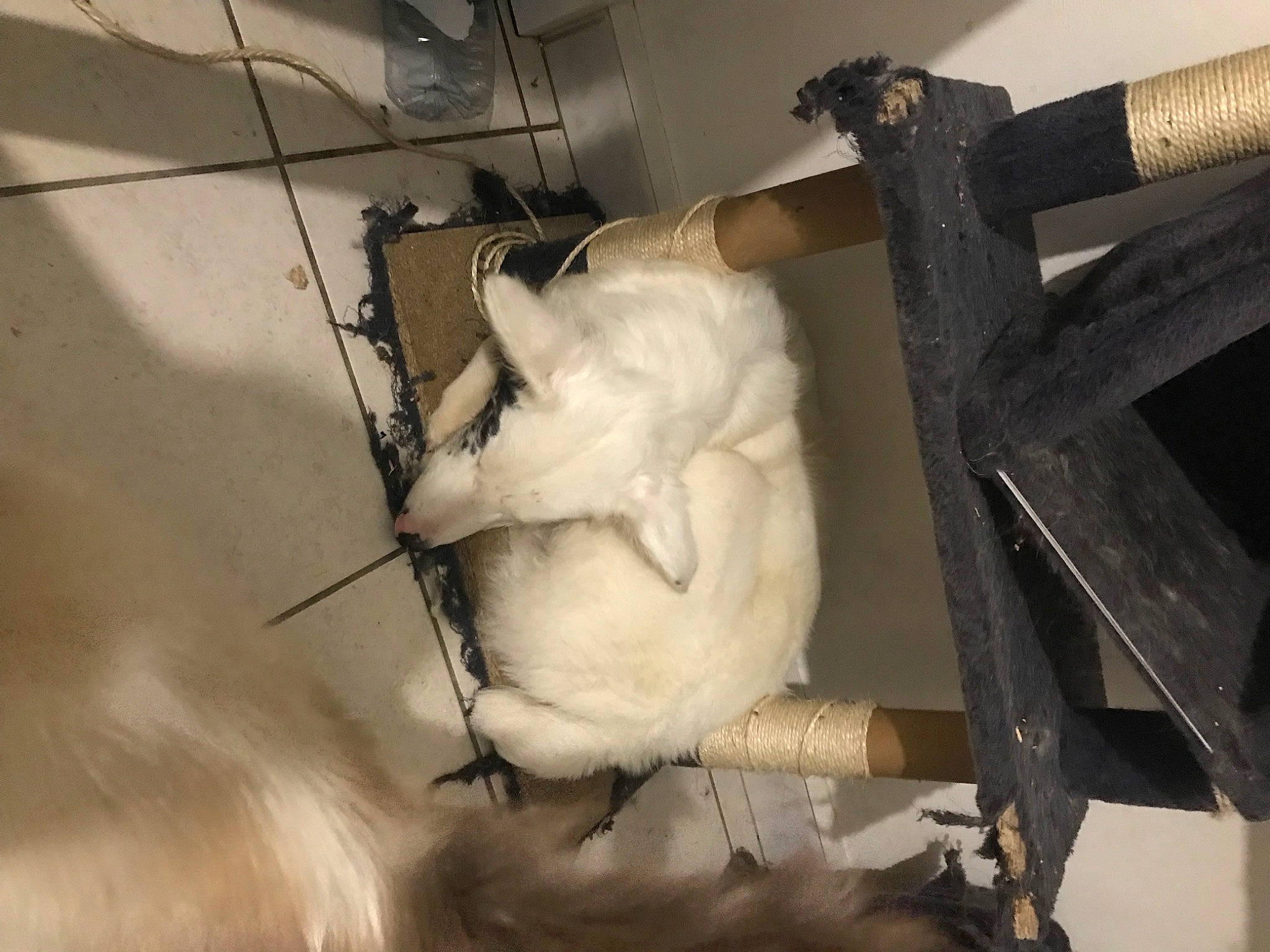 Rayley a rejoint le concours — aidez-le/la à gagner de superbes lots ! animal_shelter, canidae, cat, dairy, dog_breed, domestic_short_haired_cat, felidae, flooring, fur, livestock, metal, room, small_to_medium_sized_cats, snout, tail, whiskers, wood, working_animal