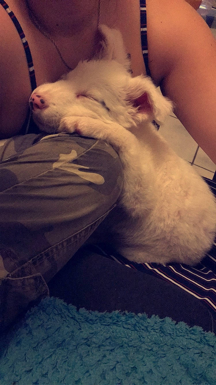 Rayley a rejoint le concours — aidez-le/la à gagner de superbes lots ! abdomen, carnivore, cloud, comfort, companion_dog, dog, dog_breed, fawn, felidae, flesh, fur, human_leg, knee, linens, small_to_medium_sized_cats, sporting_group, thigh, toy_dog, trunk, whiskers