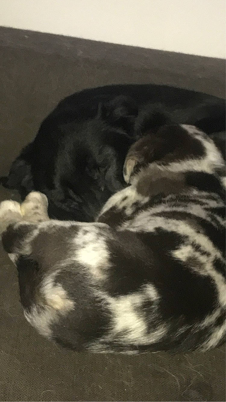 Raya a rejoint le concours — aidez-le/la à gagner de superbes lots ! beaglier, bored, canidae, carnivore, comfort, companion_dog, dog, dog_breed, fur, mammal, nap, non_sporting_group, sleep, snout, sporting_group, tail, terrestrial_animal, working_animal