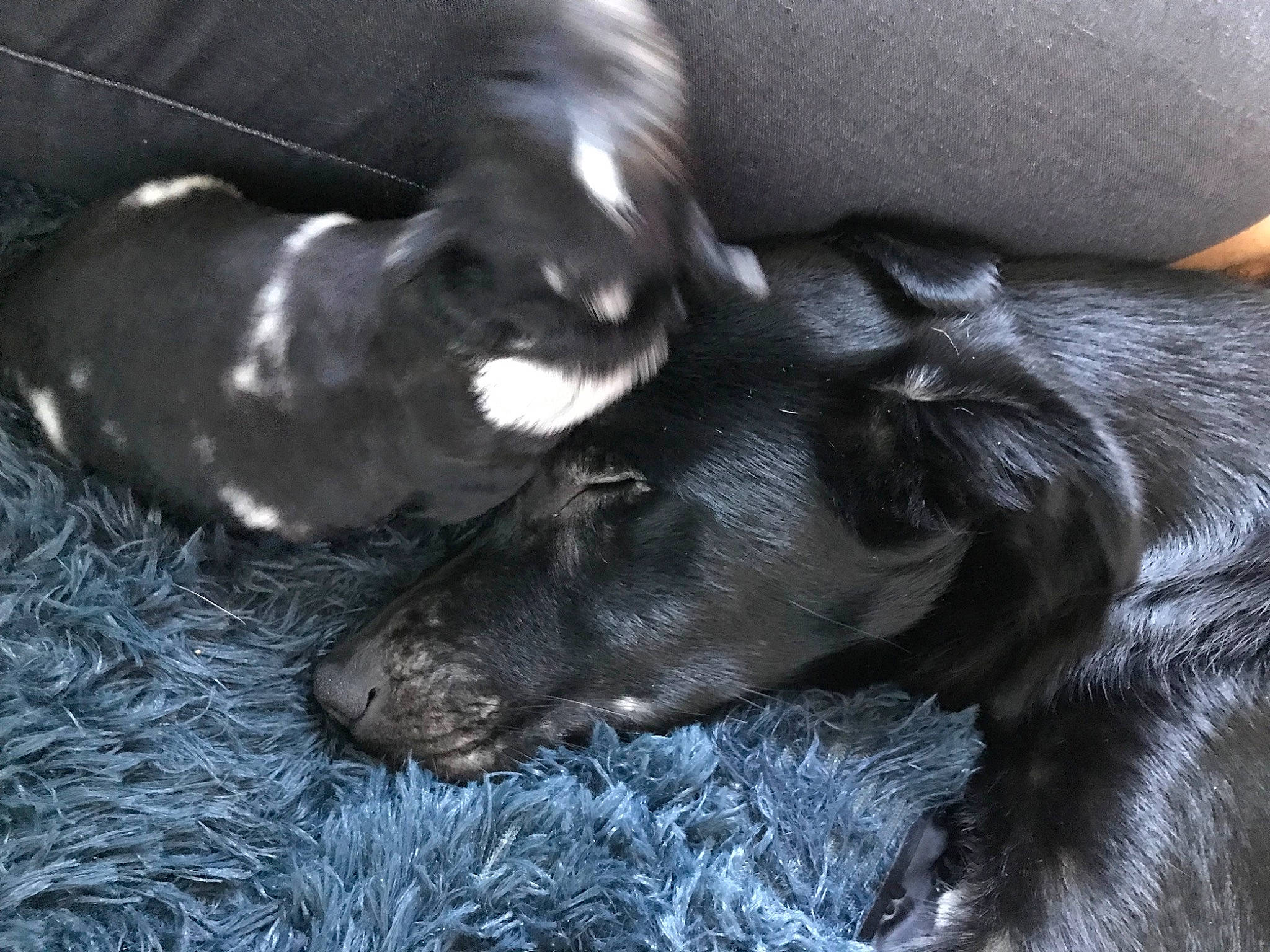 Raya a rejoint le concours — aidez-le/la à gagner de superbes lots ! borador, canidae, carnivore, claw, comfort, companion_dog, dog, dog_breed, fur, grey, liver, nap, paw, retriever, snout, sporting_group, tail, terrestrial_animal, whiskers, working_animal