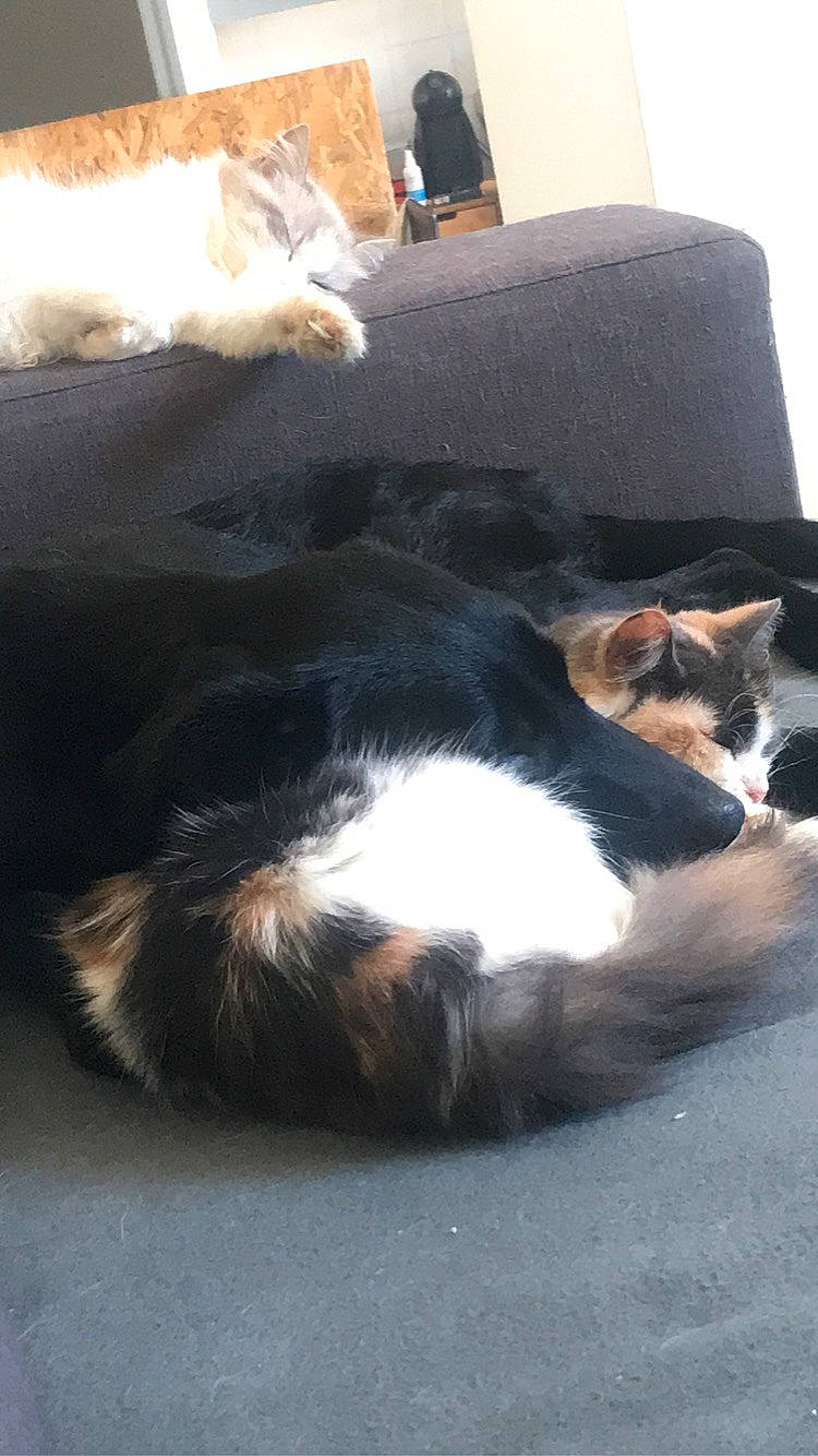 Raya participe au concours pour gagner de l'argent avec cette photo : carnivore, cat, claw, comfort, companion_dog, couch, dog_breed, domestic_short_haired_cat, felidae, fur, nap, paw, pillow, small_to_medium_sized_cats, snout, tail, terrestrial_animal, tree, whiskers