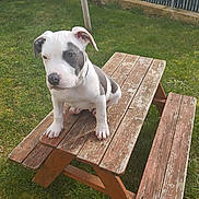 Achille participe au concours pour gagner de l'argent avec cette photo : backyard, close_up, curious, cute, dog, fence, grass, lawn, nose, outdoor, paws, pet, picnic_table, puppy, sitting, swing, white_and_grey_coat, wood_texture, wooden_bench, young_dog