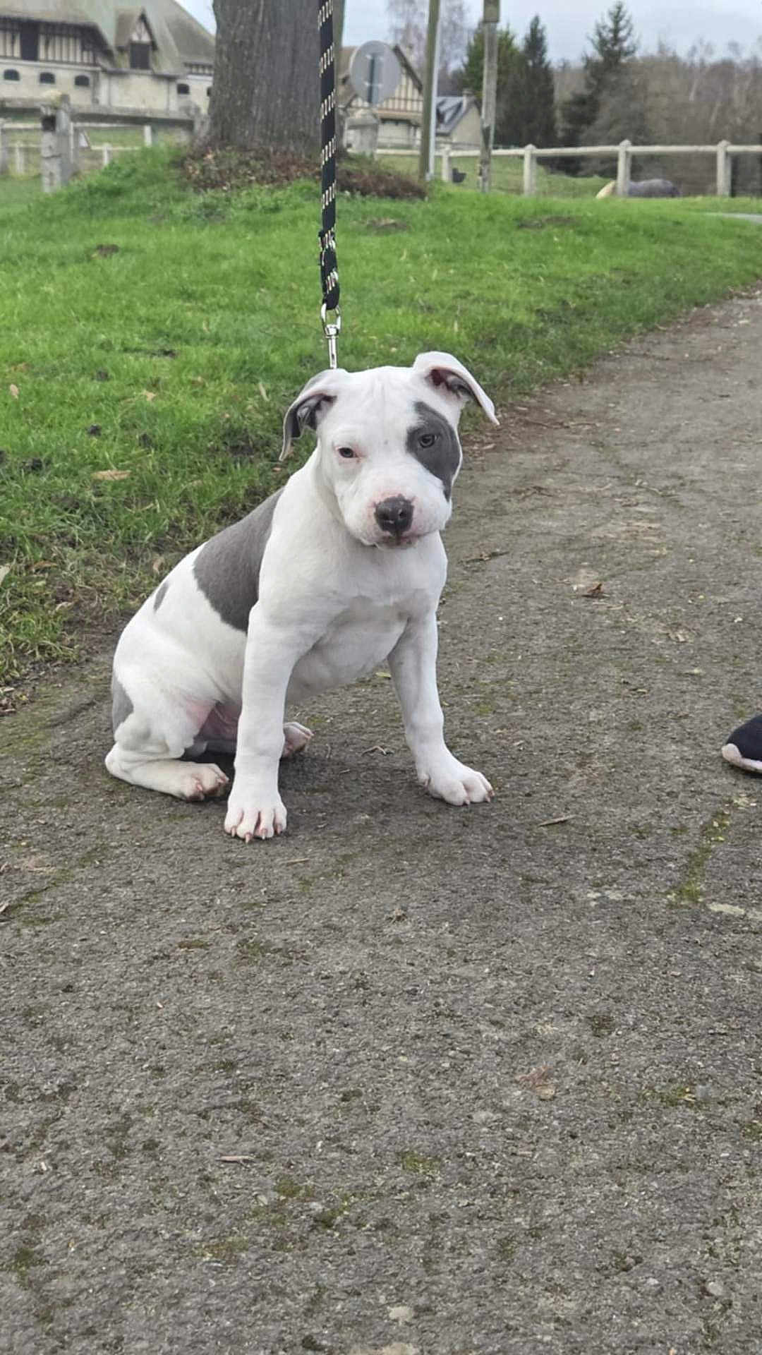 Achille participe au concours pour gagner de l'argent avec cette photo : dog, puppy, white_coat, gray_patch, leash, sitting, pavement, grass, park, outdoor, path, cute, paw, nose, head_tilt, domestic_animal, fence, shoe, trees, building